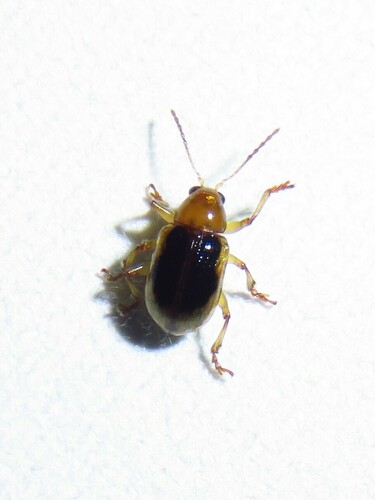 Paria sellata