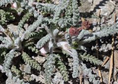 Chaenactis santolinoides