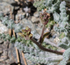 Chaenactis santolinoides