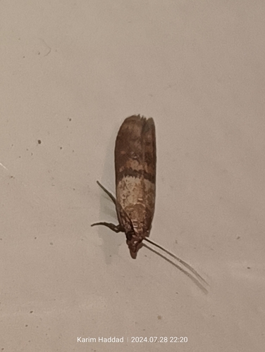 Plodia interpunctella