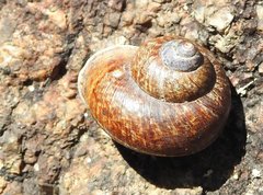 Cyclophorus punctatus