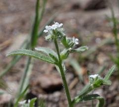 Cryptantha echinella