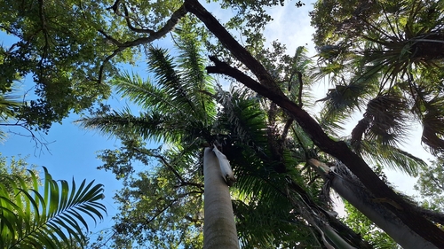 Roystonea regia - Leaves