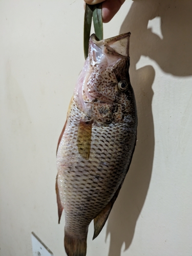 Thinface Cichlid