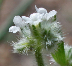 Cryptantha echinella