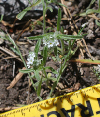 Cryptantha echinella