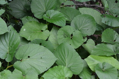 Piper auritum