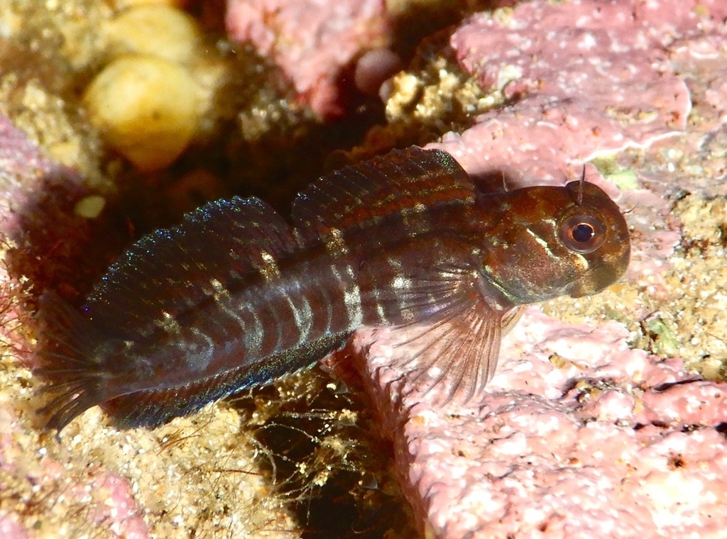 Red Rockskipper Rippled Rockskipper from Tasman Sea, Coffs Harbour, NSW, AU on July 28 ...