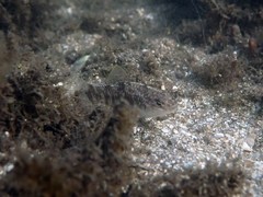 Floridichthys carpio