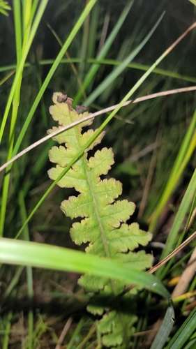 Image of Pedicularis sceptrum by (c) Bobo-X, some rights reserved (CC BY)