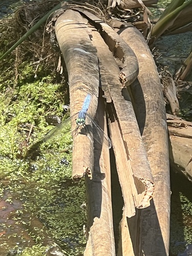 iNaturalist observation photo of Blue Dasher