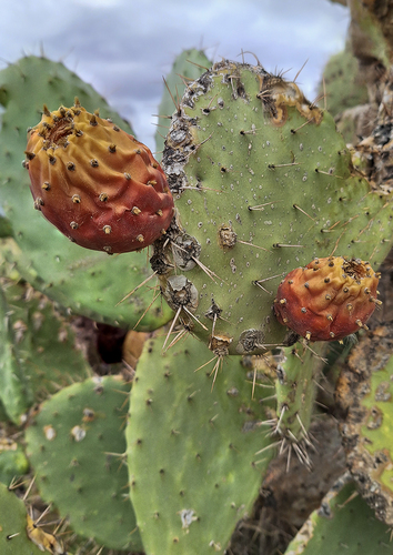 Indian fig opuntia
