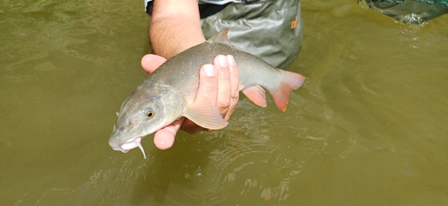 Macedonian barbel (Barbus macedonicus) — Cyprinidae — 5