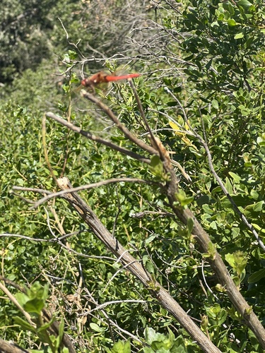 iNaturalist observation photo of Cardinal Meadowhawk