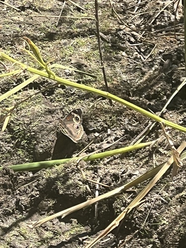 iNaturalist observation photo of Gray Buckeye
