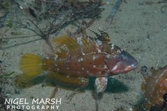 Pteragogus flagellifer