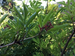 Sambucus racemosa