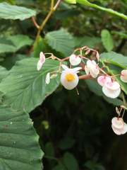 Begoniaceae