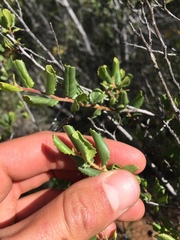 Rhamnus pilosa