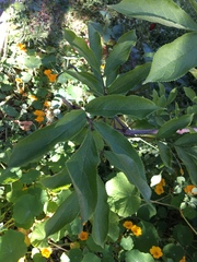 Sambucus racemosa