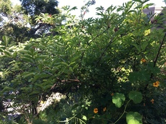 Sambucus racemosa