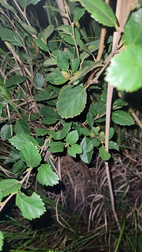 Image of Betula humilis by (c) Bobo-X, some rights reserved (CC BY)