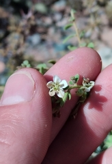 Lycium ciliatum, photograph Mirko Duimich, CC BY, iNaturalist via GBIF