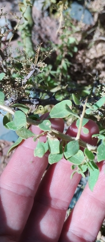 Lycium ciliatum, photograph 2