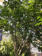 Aesculus californica