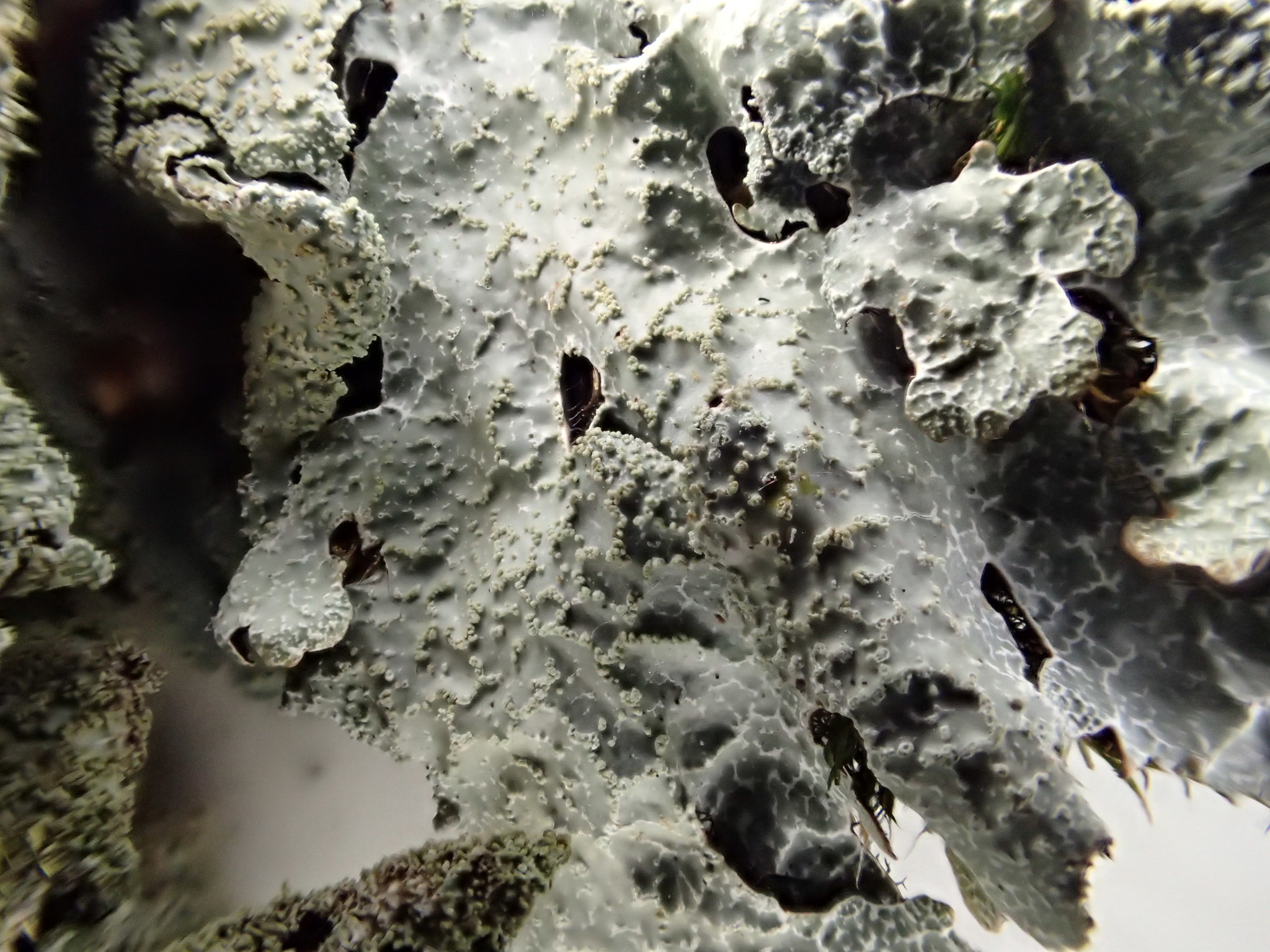 Parmelia image