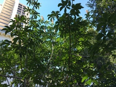 Aesculus californica