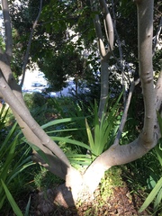 Aesculus californica