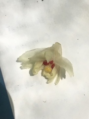 Pityopus californicus