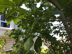 Aesculus californica