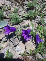 Campanula alpestris