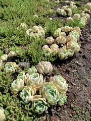 Echeveria elegans