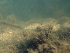 Floridichthys carpio