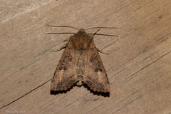 Meterana inchoata