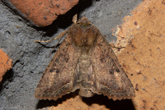 Meterana inchoata