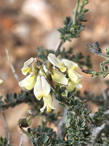 Silky Pennypea (Wiborgia sericea)