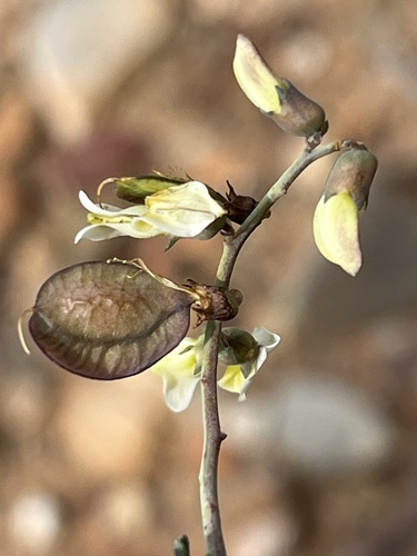 Image of Wiborgia sericea by (c) Dave U, some rights reserved (CC BY-SA)