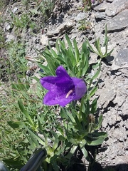 Campanula alpestris