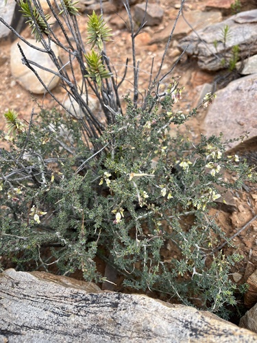 Image of Wiborgia sericea by (c) Dave U, some rights reserved (CC BY-SA)