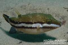 Canthigaster callisterna