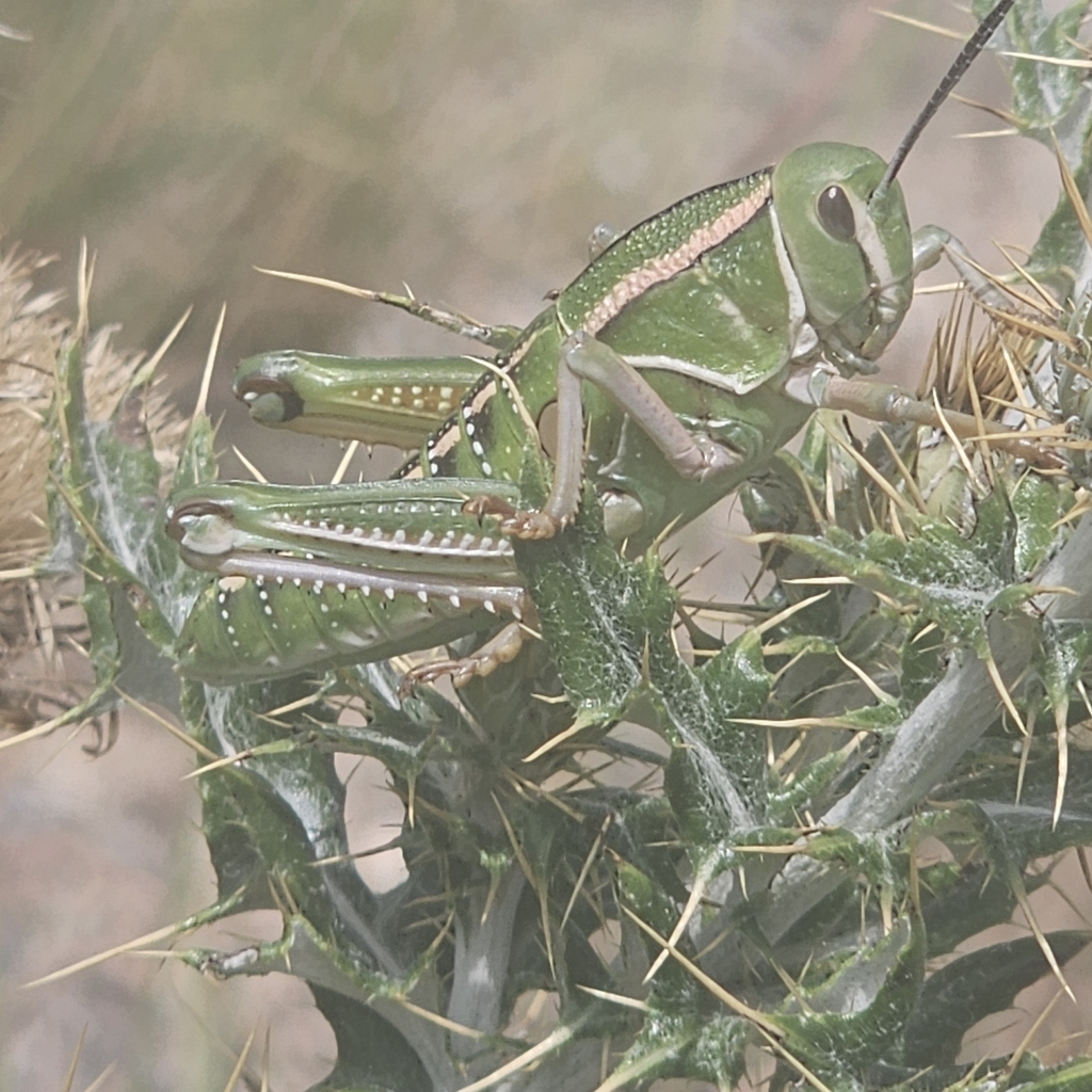 Plains lubber grasshopper (Brachystola magna)