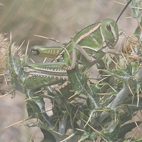 Plains Lubber Grasshopper photo 3
