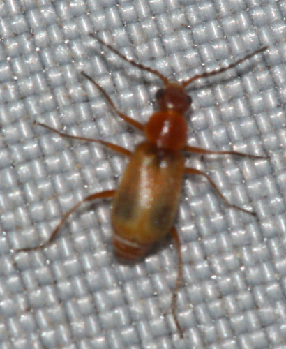 Attalus