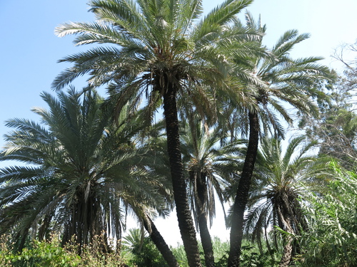 Phoenix dactylifera