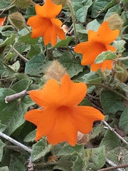 Thunbergia gregorii