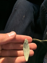 Eriodictyon traskiae smithii